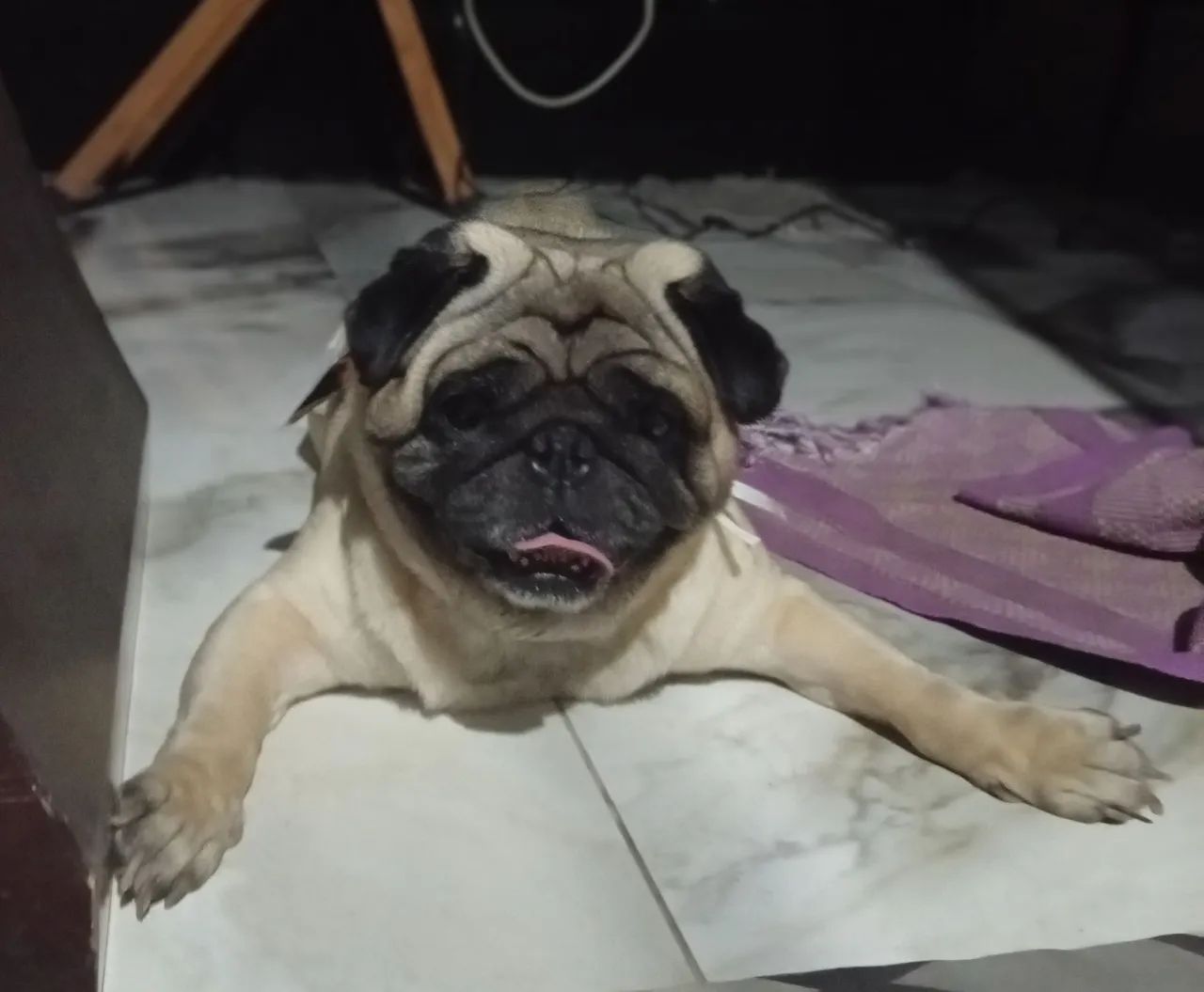Pug Pedigree vendendo