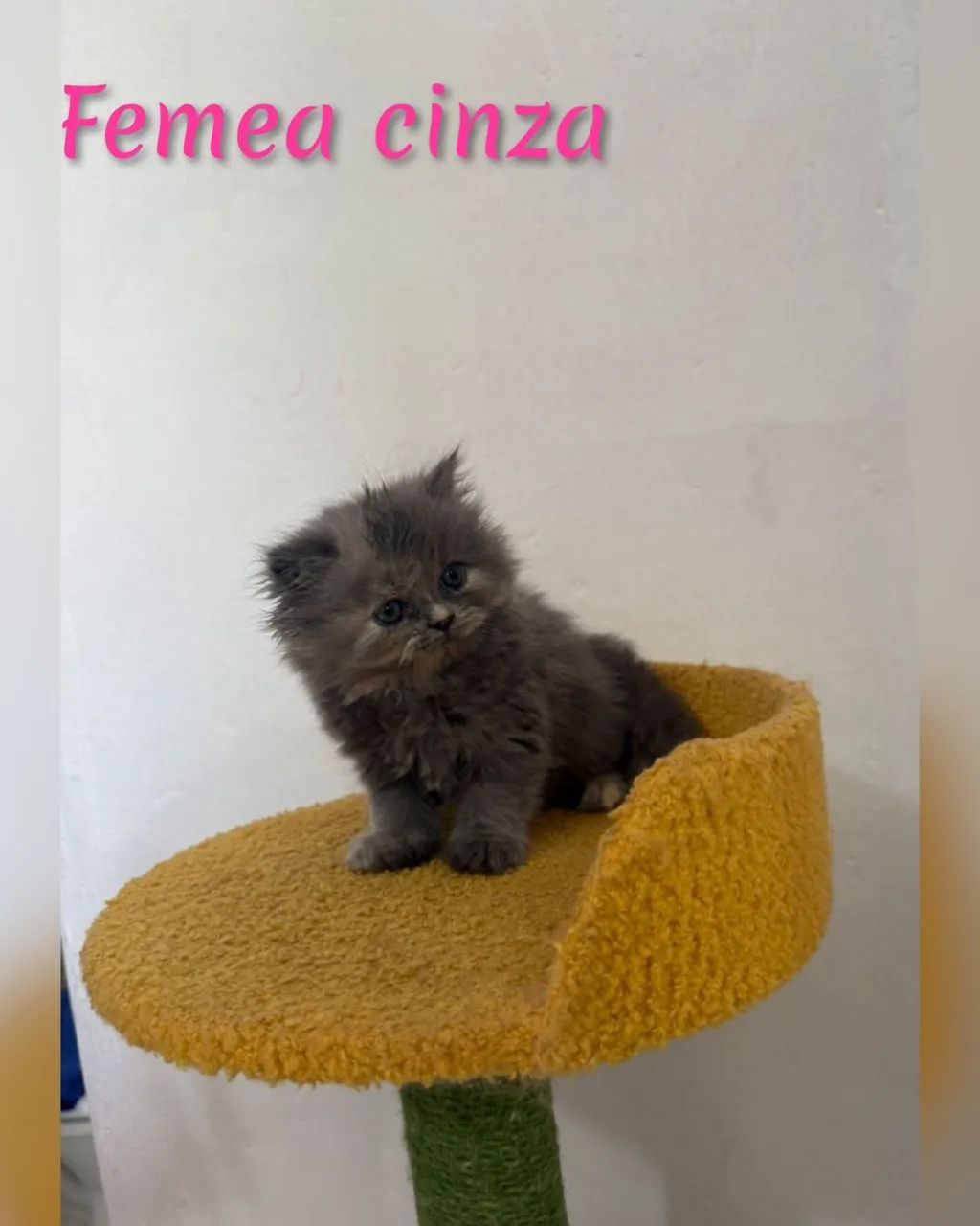 Persa Cinza Lindas Femeas  - Foto 2