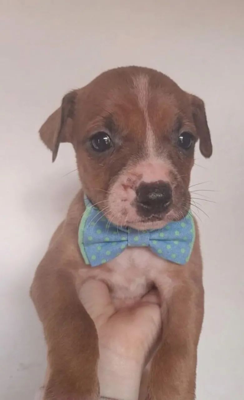 Cachorro adoção  - Foto 2