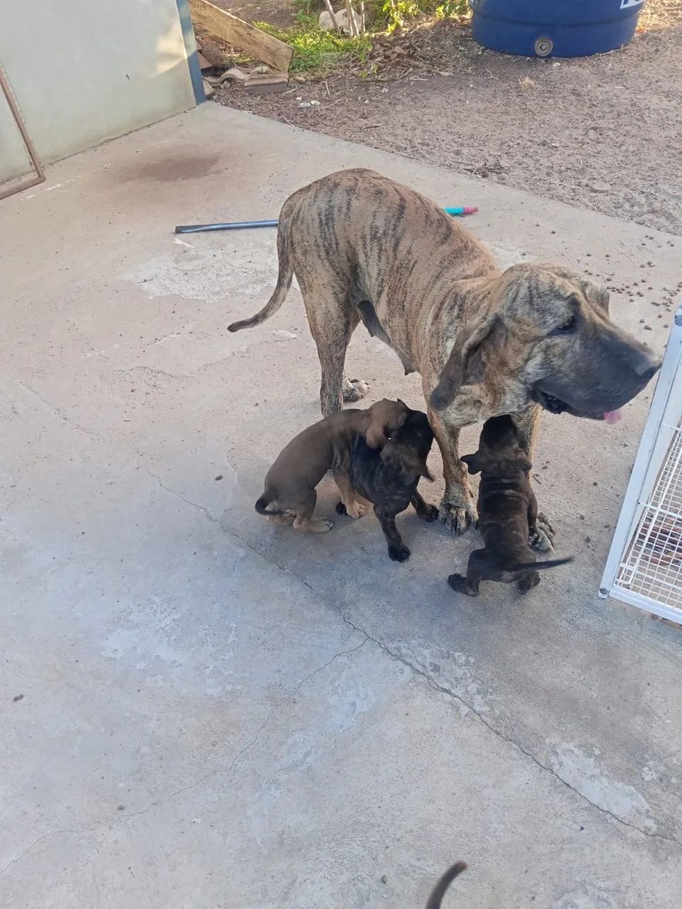 Cachorro