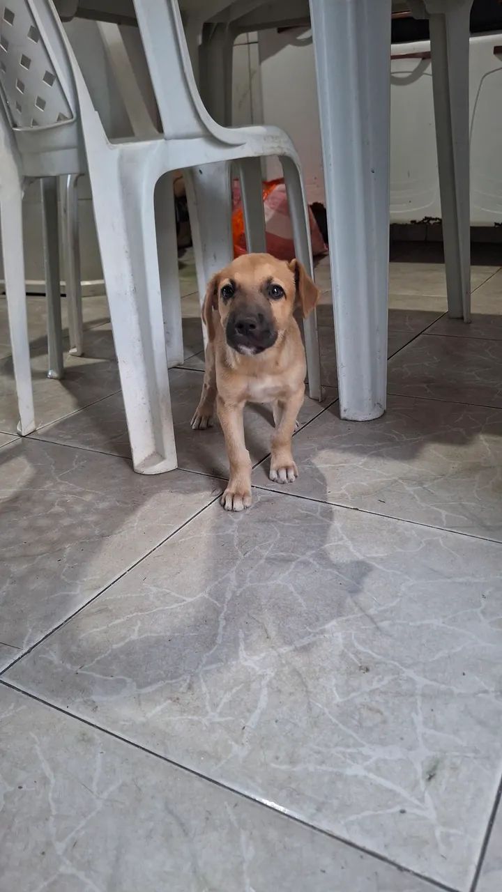 Filhote pra doação 