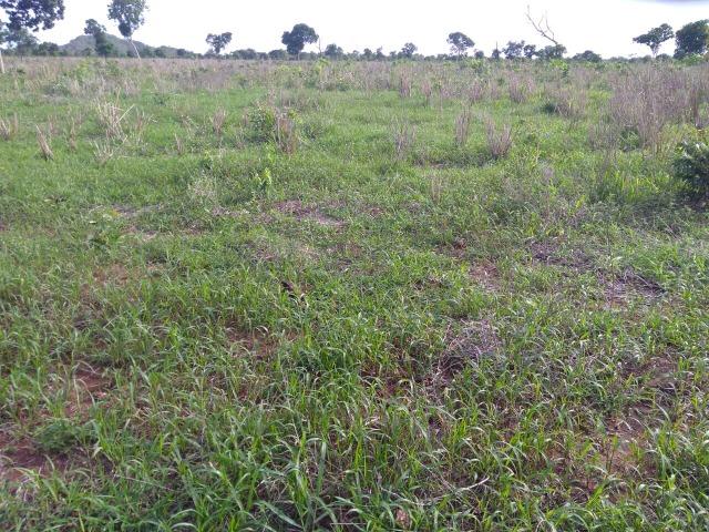 110 Alq. Cocalinho-MT. {Fazenda Diferenciada} R$ 3,5 Milhões - Foto 15