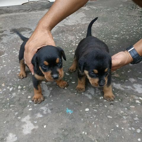 Filhotes de rottweiler