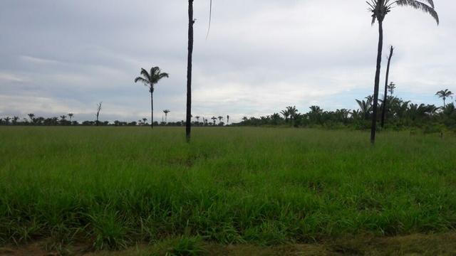 Fazenda - Foto 15
