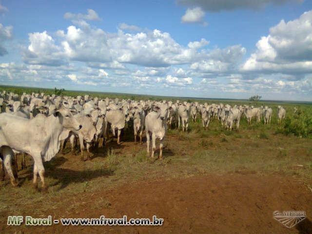 Linda Fazenda em Mato Grosso - em Conquista D´oeste - MT - Foto 8