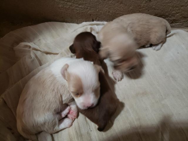Cachorrinhos poodle e piquinês - Foto 2