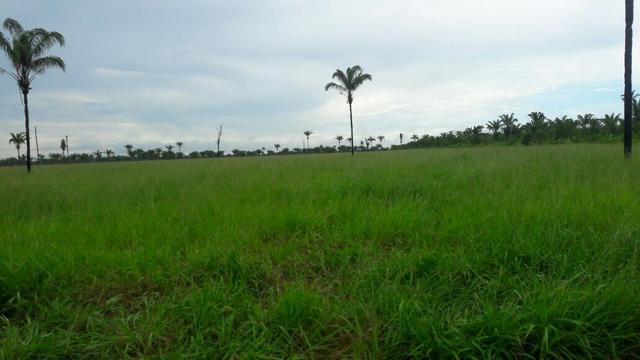 Fazenda - Foto 16