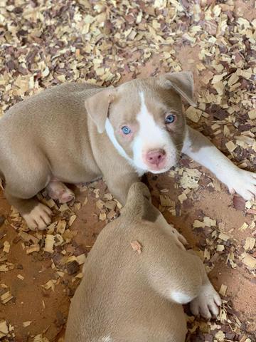 Filhotes de AMERICAN BULLY - Foto 6