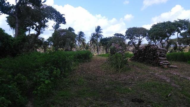Fazenda em Itarema 386 hectares plantados de cajueiros,lagoa,poço,rio na extrema - Foto 8