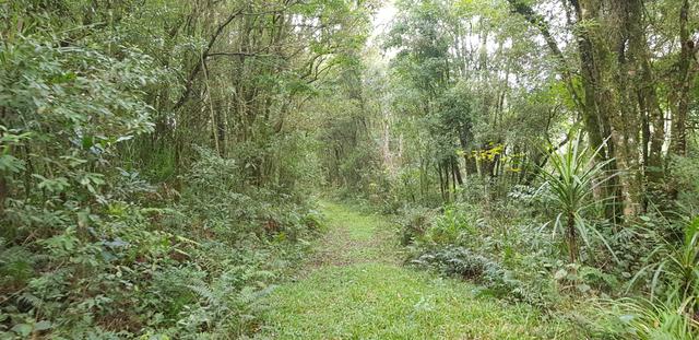 Vendo 6,78 alqueires a 2 km da BR 116 em Mandirituba - Foto 16