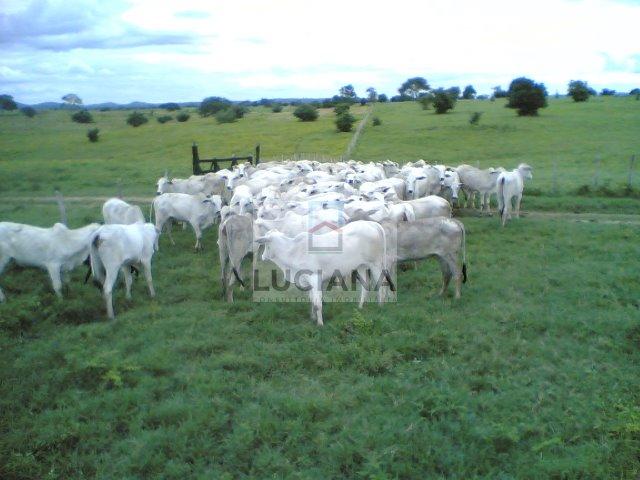 Fazenda com 467 hectares em Limoeiro (Cód.: 103m57) - Foto 10