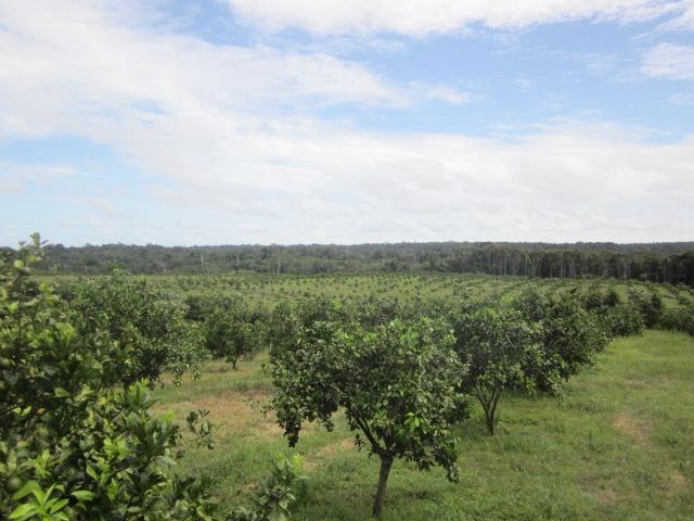 Fazenda de laranja 1.500 x2.500 na AM 010 KM 110 - Foto 2