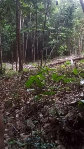 Terreno em Presidente Figueiredo - Foto 3