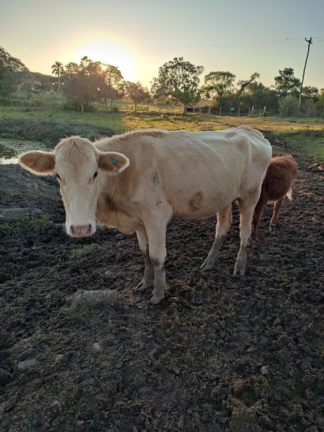 Vacas prenhas - Foto 2