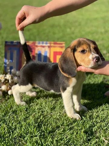 Formidáveis mini beagles  - Foto 2
