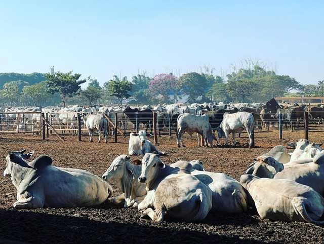 Gado disponível  - Foto 2