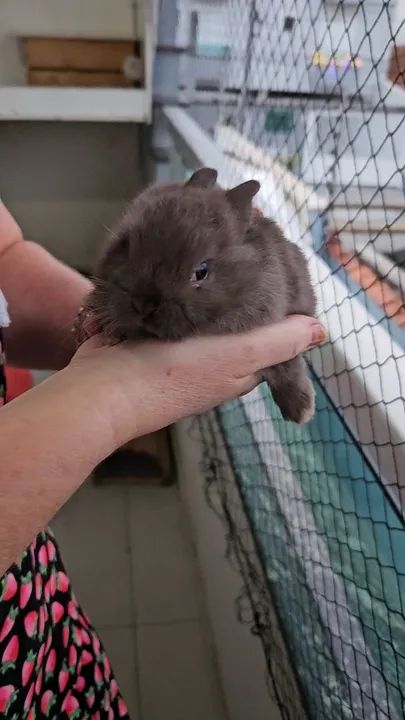 Coelho mini anão  - Foto 5