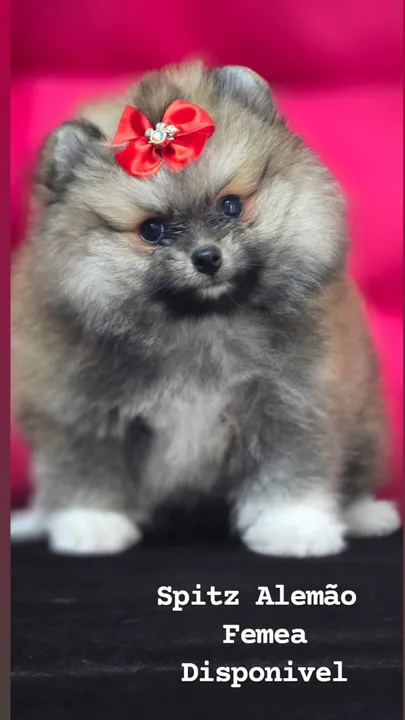 Spitz Alemao Femea Laranja Mini