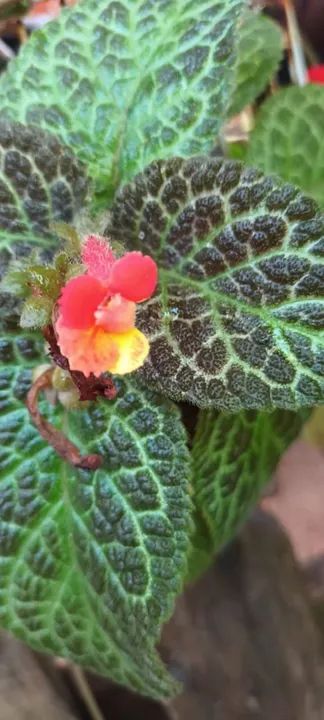 Episcias ou planta tapete  - Foto 2