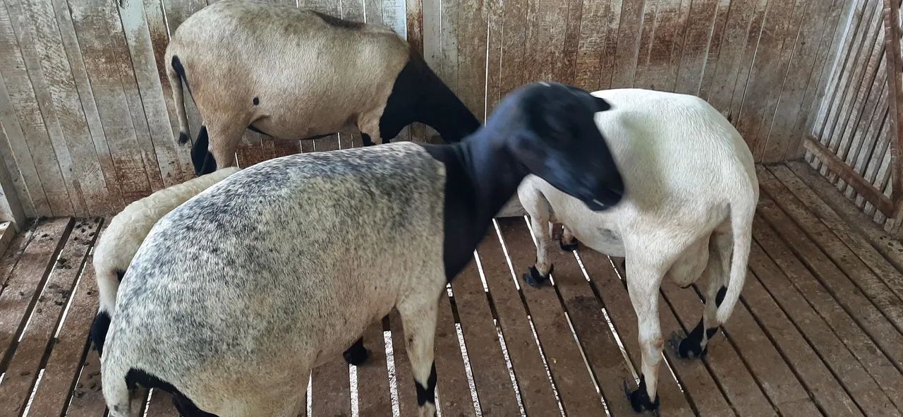 Ovelhas R$ 600,00 - Foto 6