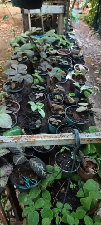 Episcias ou planta tapete  - Foto 6
