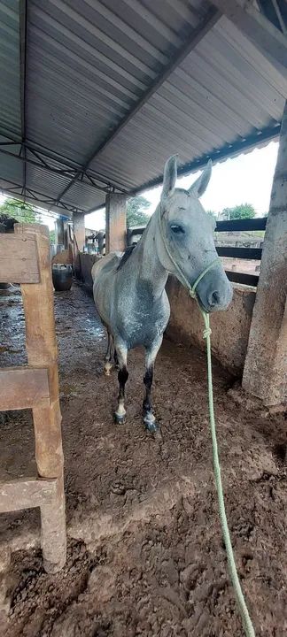  Mangalarga marchador - Foto 2