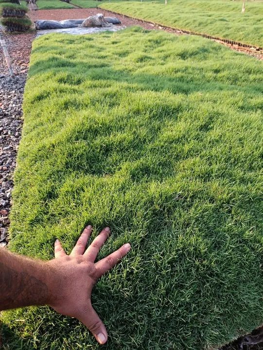 Bermuda celebration a melhor do mercado  - Foto 5