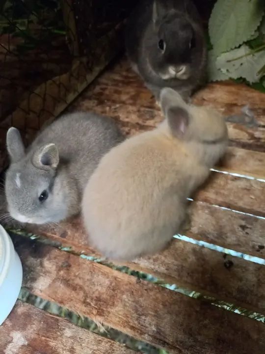 Mine coelhos neterland 