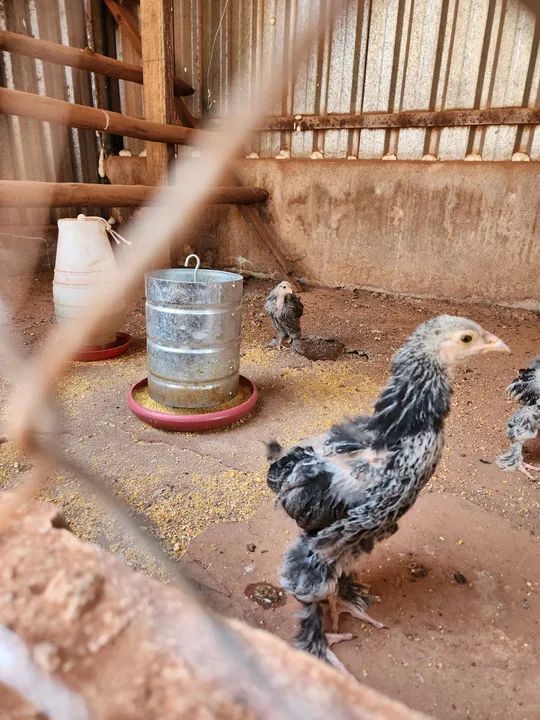 Pintinhos e frangos Brahma Dark - Foto 4