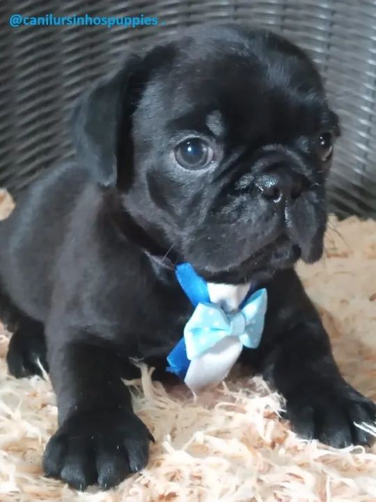 Pug filhotes abrico e black disponíveis oportunidade - Foto 3