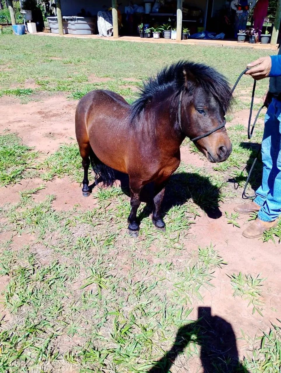 Mini ponei garanhao mansinho - Foto 3
