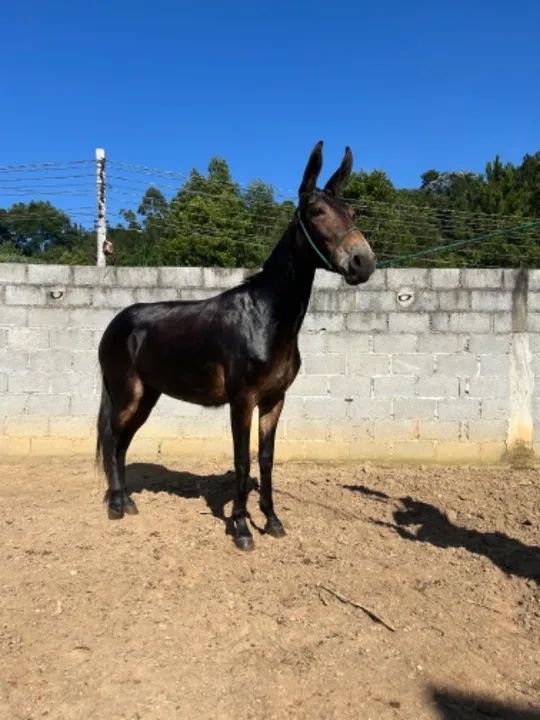 Mula preta  - Foto 2