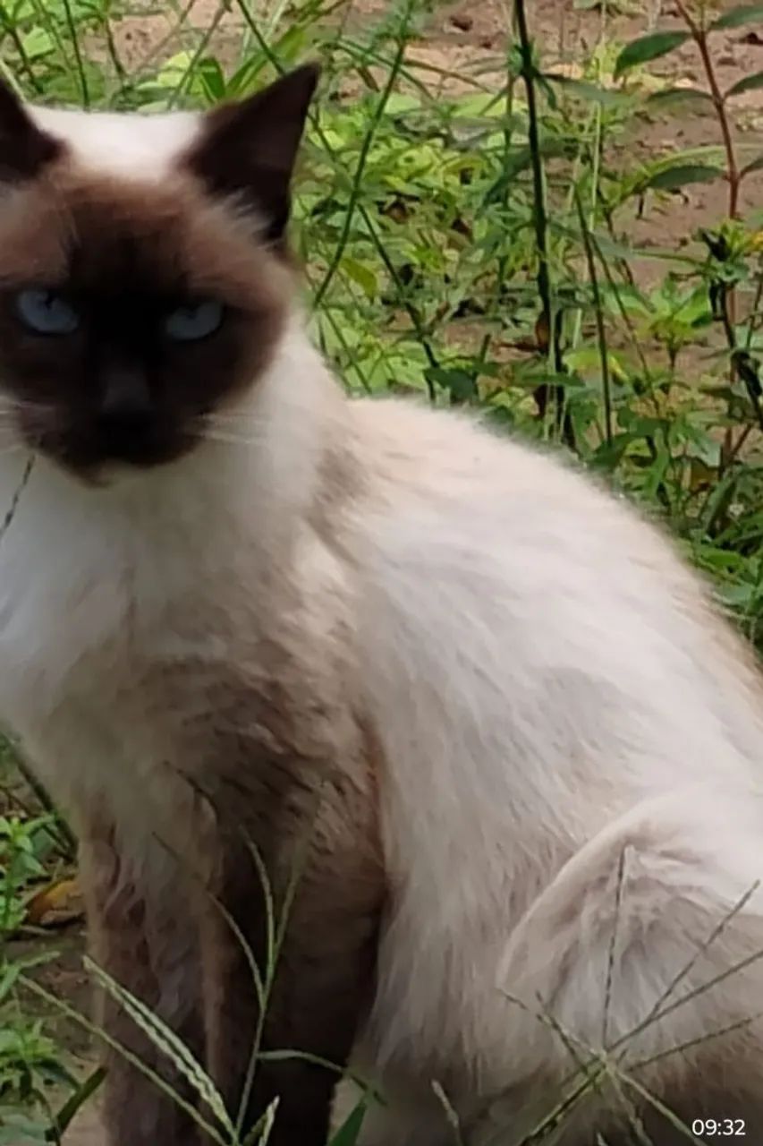 Gata Siamesa - Foto 5