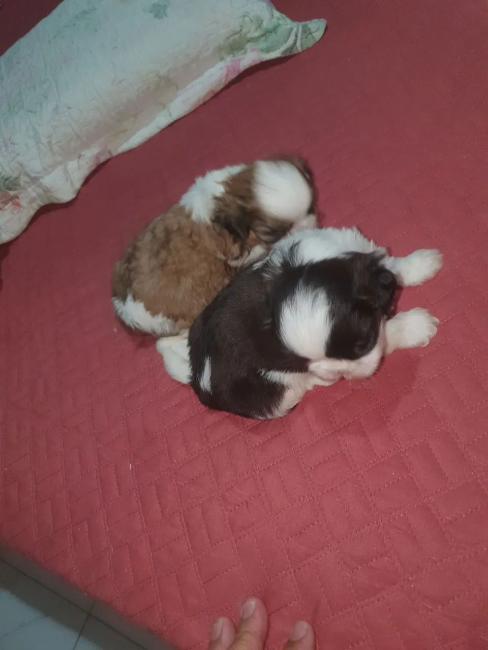 Filhote Shih Tzu - Foto 3