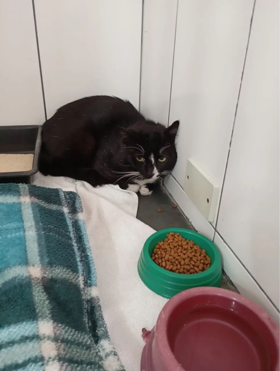 Adoção responsável  - Foto 3