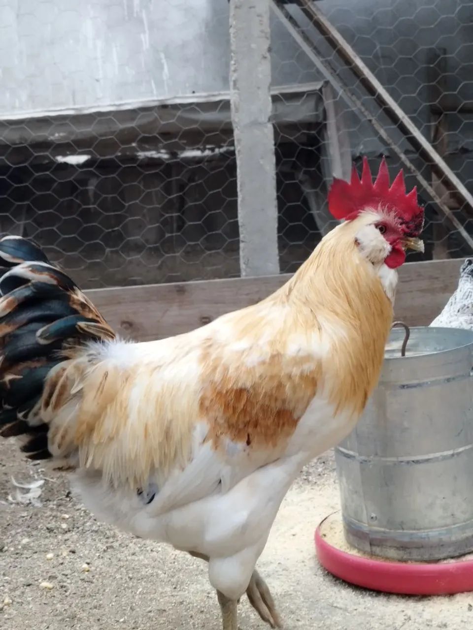 Galo Araucana 