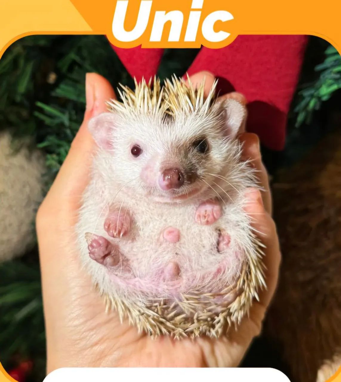 ouriço pigmeu - Foto 2