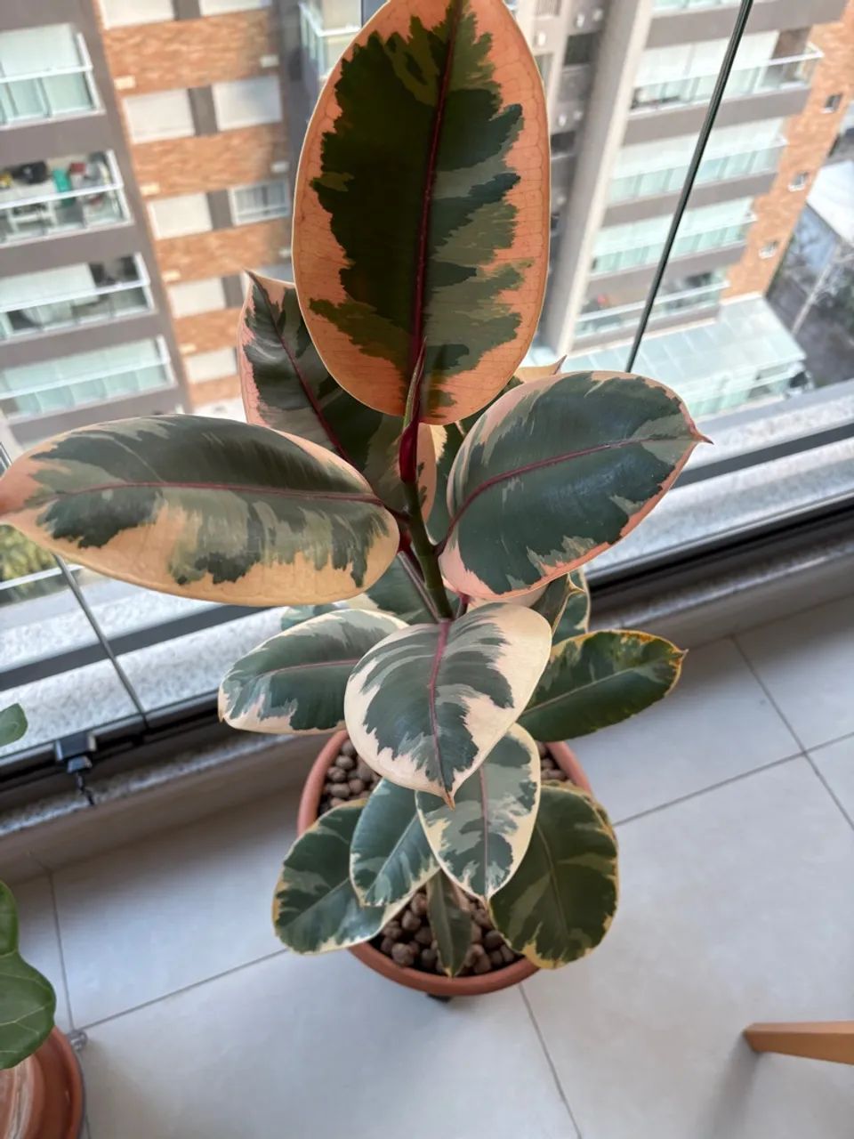 Planta Ficus Elástica Ruby - Foto 4