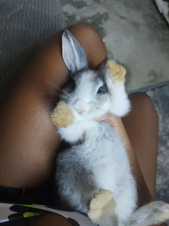 Coelha fêmea nova Zelândia filhote a venda