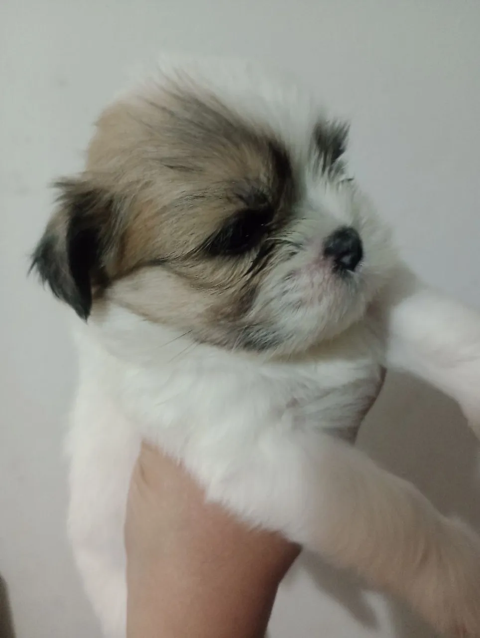 Filhote fofo Shih Tzu à procura de um lar!