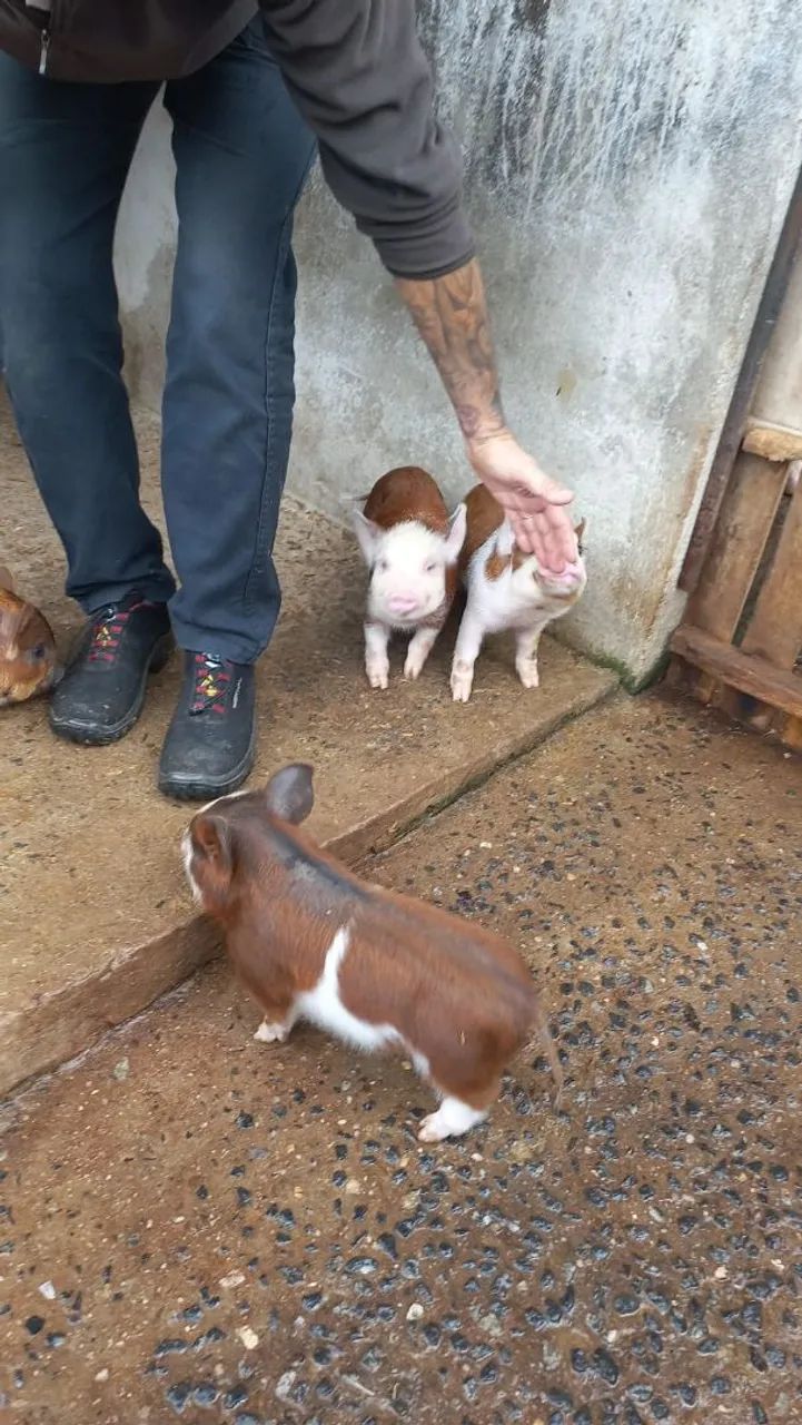 Mini pig - Foto 4