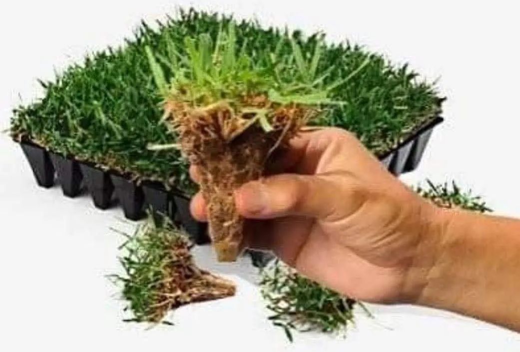 Gramas com preço e qualidade! - Foto 2