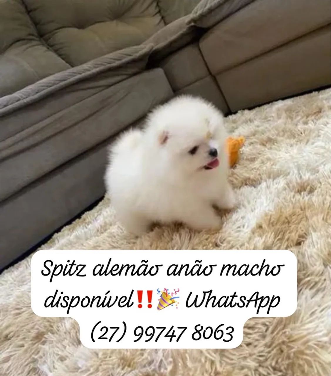 Spitz alemão /lulu pomerania anaõ pedigree Cbkc  - Foto 2