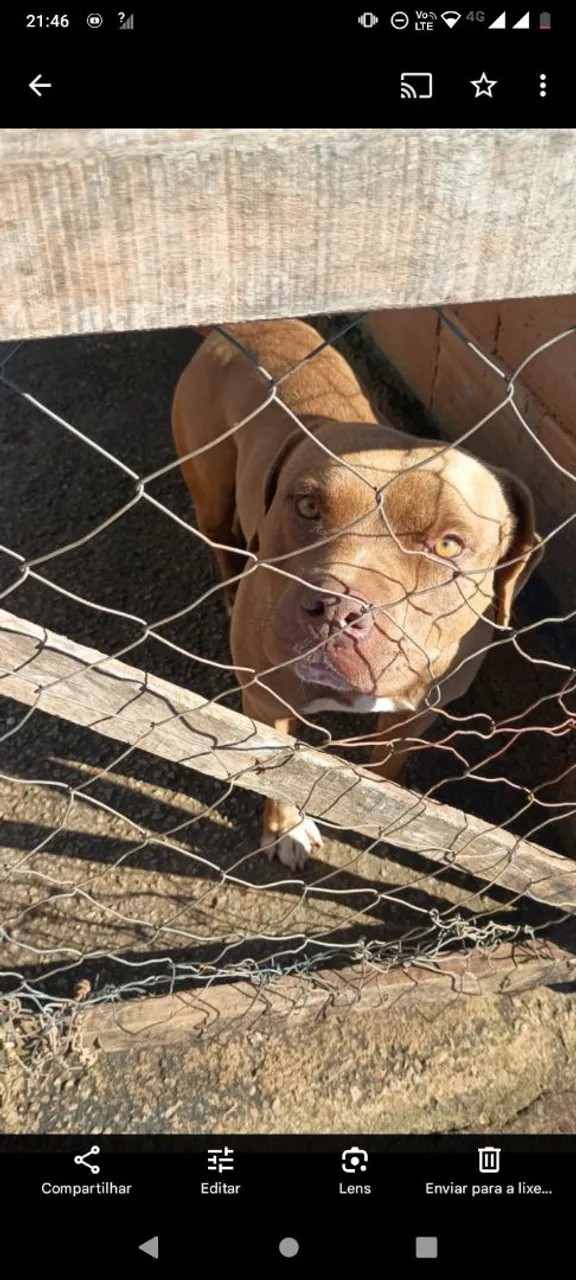 Pitbull para adoção