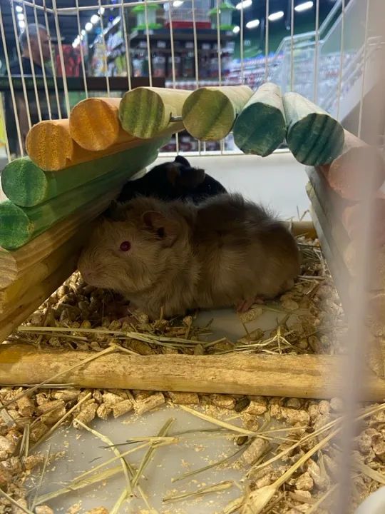 Porquinho da Índia - 2 meses 