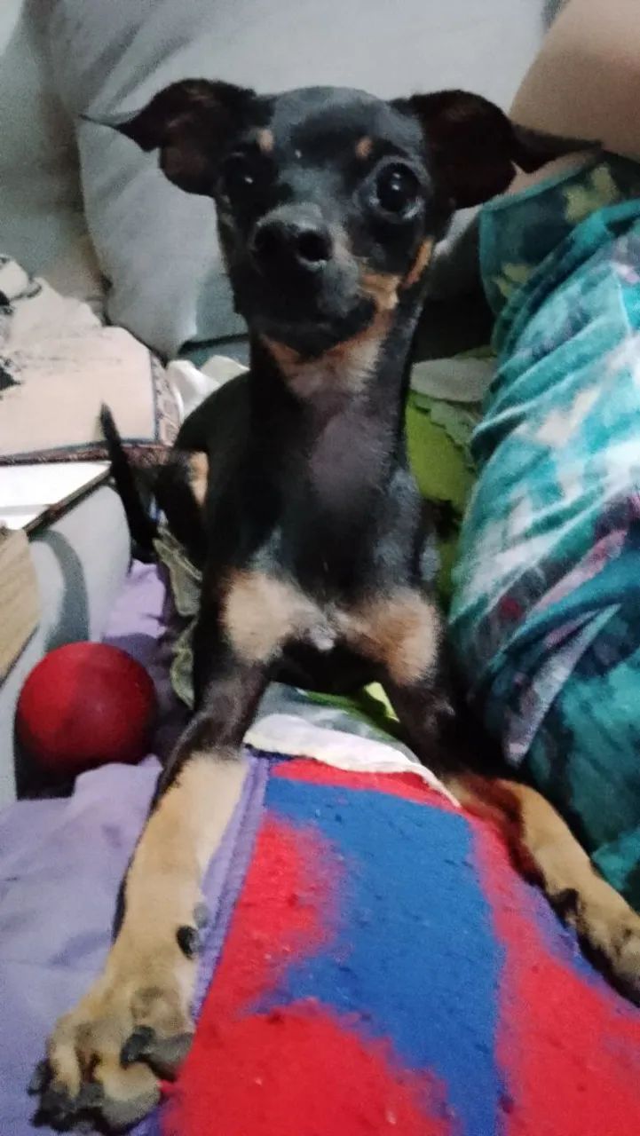 Filhote de Pinscher - Foto 2
