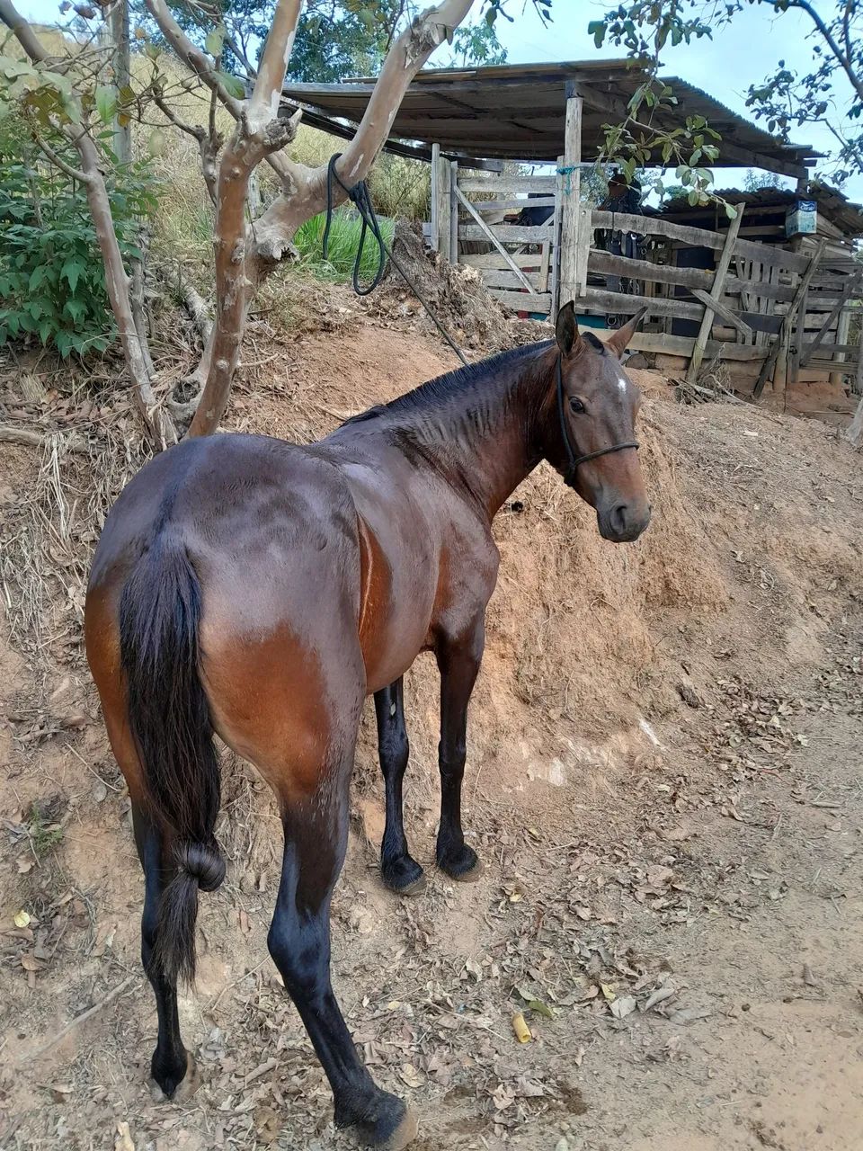 Egua macha batida  - Foto 3