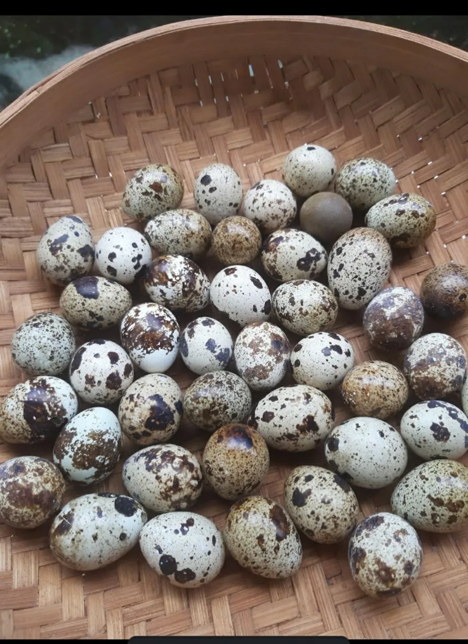 Vende se ovos de codorna gigante