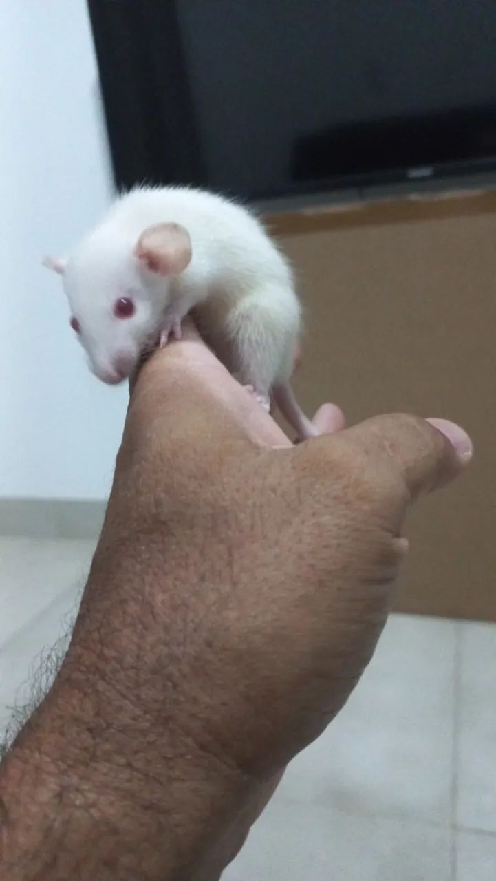 Rato Twister - Foto 4