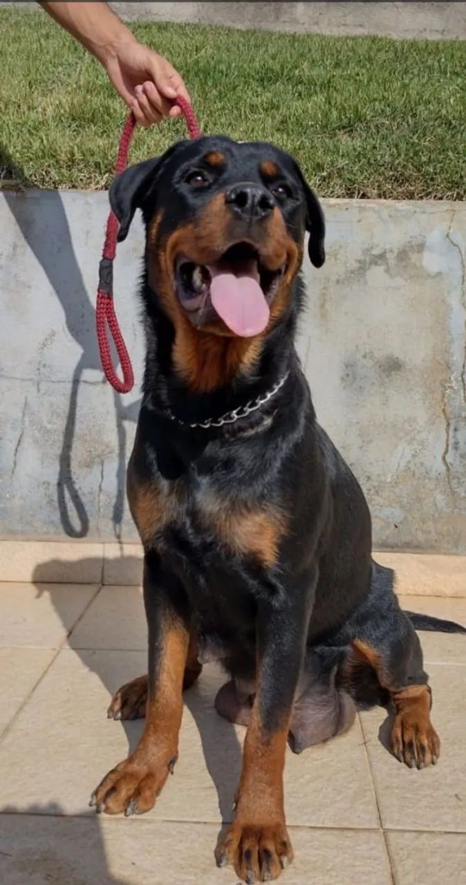 Filhote de Rottweiler- Pais com PEDIGREE  - Foto 5